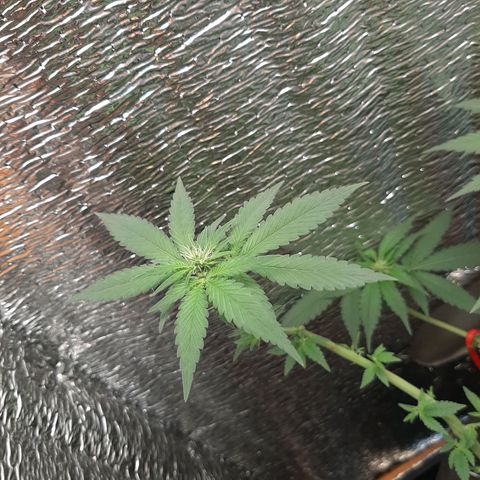 Morita XXL growlog timeline photo