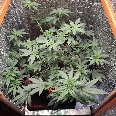 Morita XXL growlog timeline photo