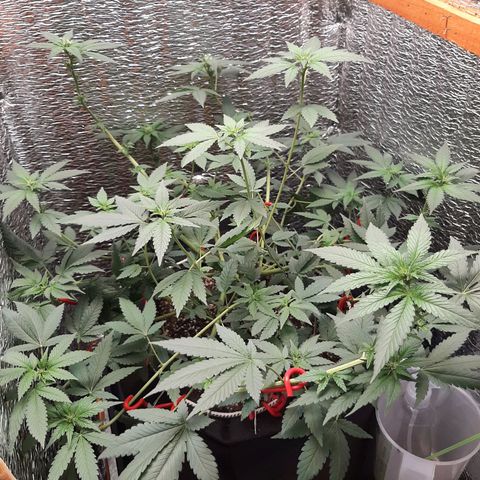Morita XXL growlog timeline photo