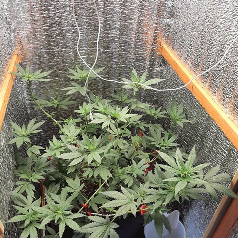 Morita XXL growlog timeline photo