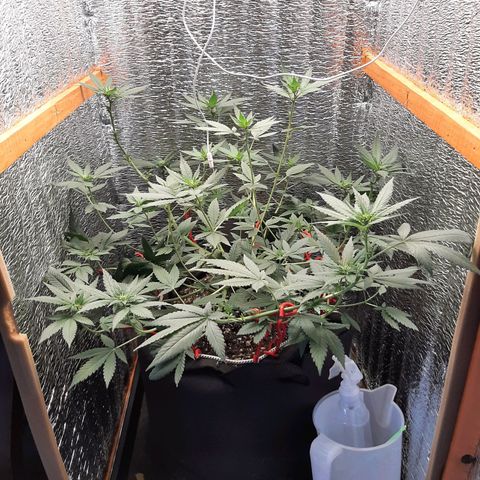 Morita XXL growlog timeline photo