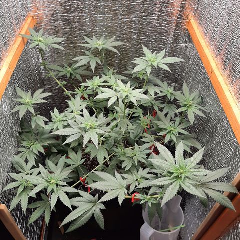 Morita XXL growlog timeline photo