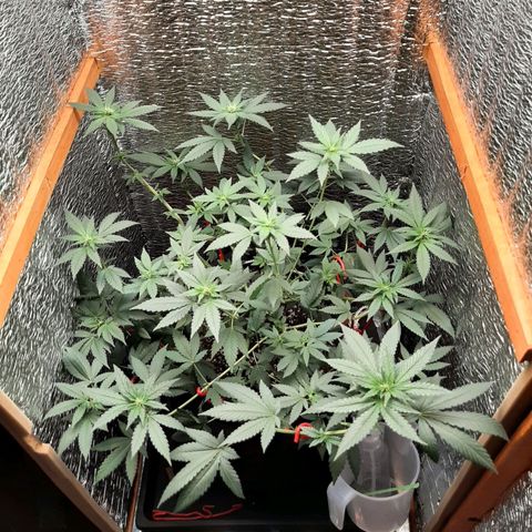 Morita XXL growlog timeline photo
