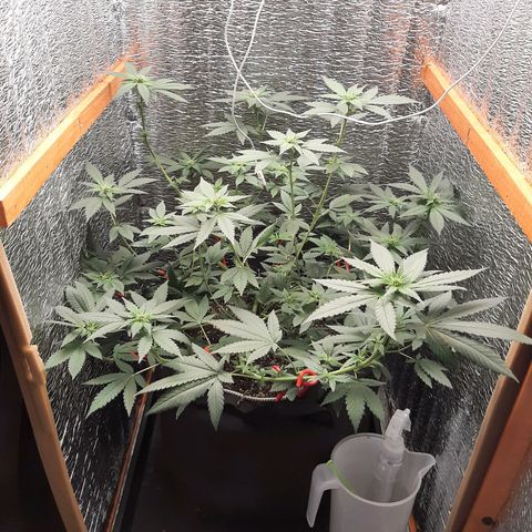 Morita XXL growlog timeline photo