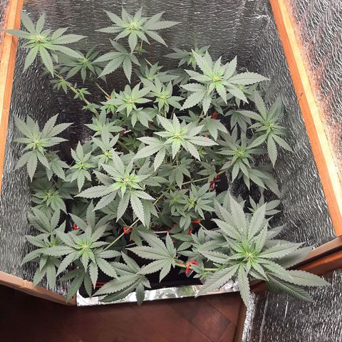 Morita XXL growlog timeline photo