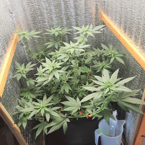 Morita XXL growlog timeline photo