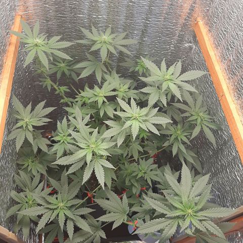 Morita XXL growlog timeline photo