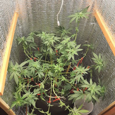 Morita XXL growlog photo: Ultimo LST