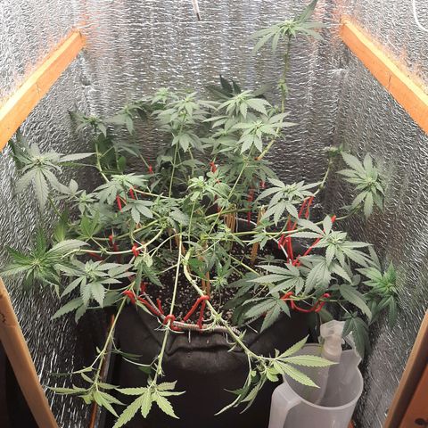 Morita XXL growlog photo: Ultimo LST