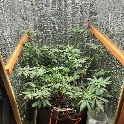 Morita XXL growlog timeline photo