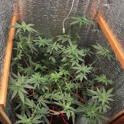 Morita XXL growlog timeline photo