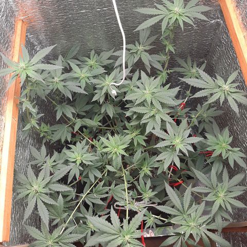 Morita XXL growlog timeline photo