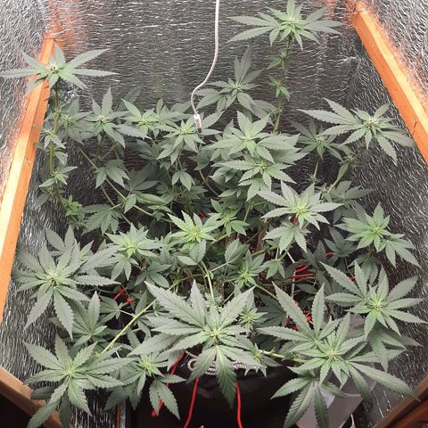 Morita XXL growlog timeline photo
