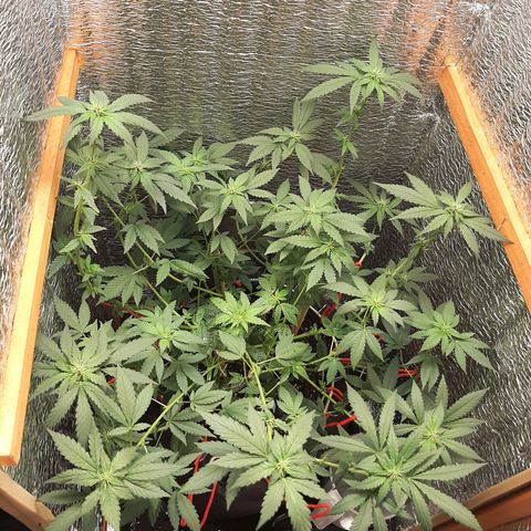 Morita XXL growlog timeline photo