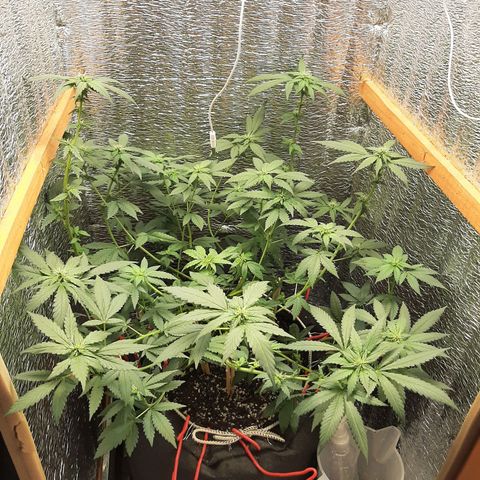 Morita XXL growlog timeline photo