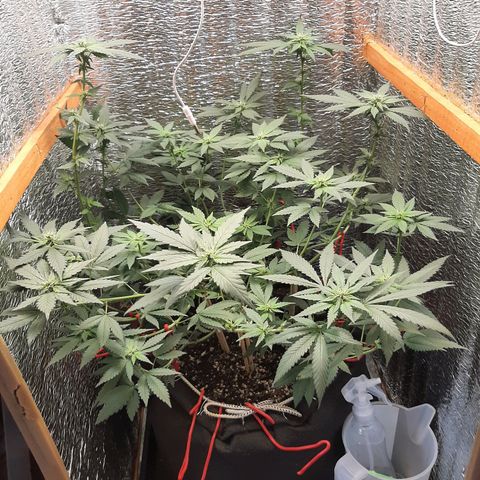 Morita XXL growlog timeline photo