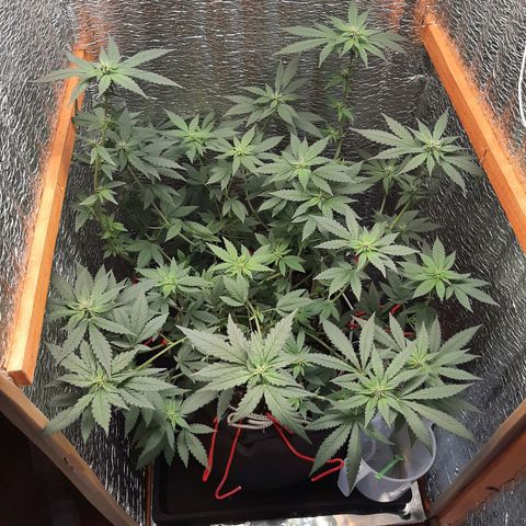 Morita XXL growlog timeline photo