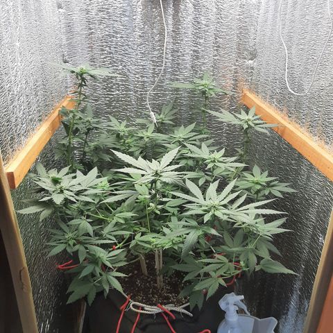 Morita XXL growlog timeline photo