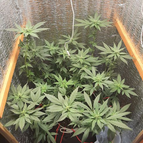 Morita XXL growlog timeline photo
