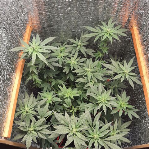 Morita XXL growlog timeline photo