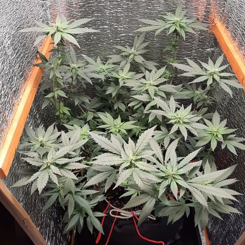Morita XXL growlog timeline photo