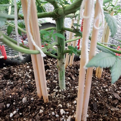 Morita XXL growlog timeline photo
