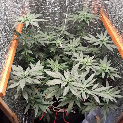 Morita XXL growlog timeline photo