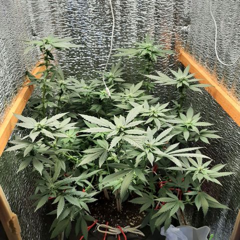 Morita XXL growlog timeline photo