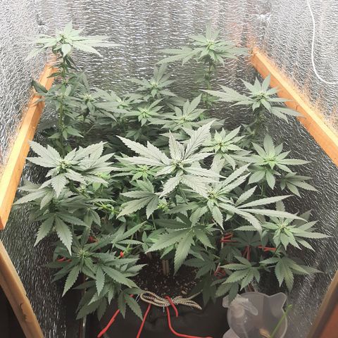 Morita XXL growlog timeline photo