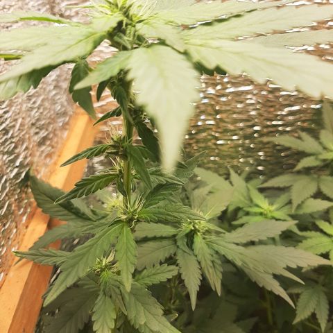 Morita XXL growlog timeline photo