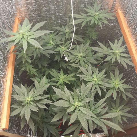 Morita XXL growlog timeline photo