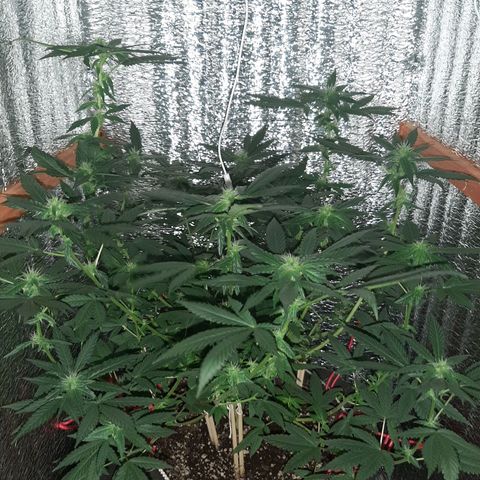 Morita XXL growlog timeline photo