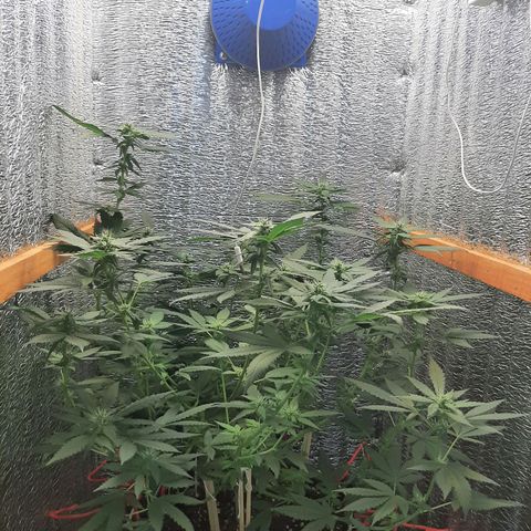 Morita XXL growlog timeline photo