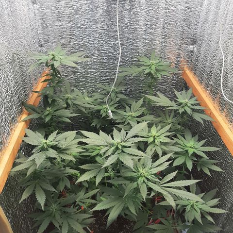 Morita XXL growlog timeline photo