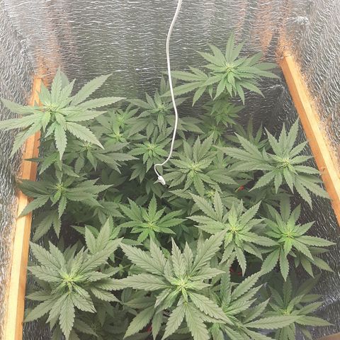 Morita XXL growlog timeline photo