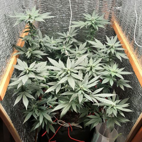 Morita XXL growlog timeline photo