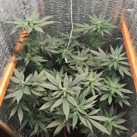 Morita XXL growlog timeline photo