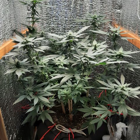 Morita XXL growlog timeline photo