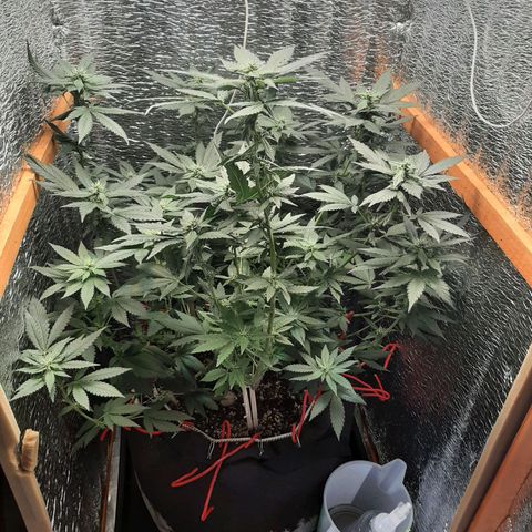 Morita XXL growlog timeline photo