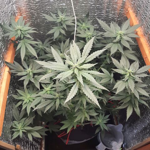 Morita XXL growlog timeline photo