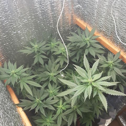 Morita XXL growlog timeline photo