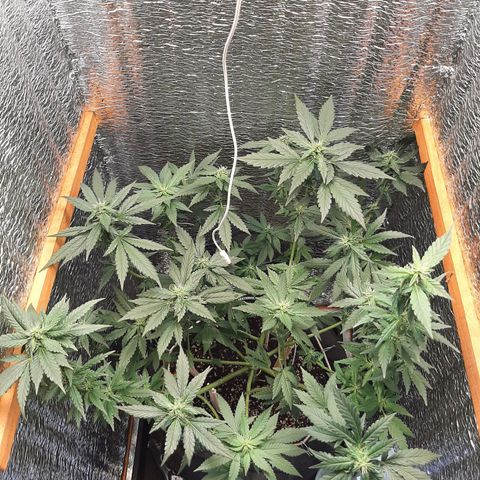 Morita XXL growlog timeline photo