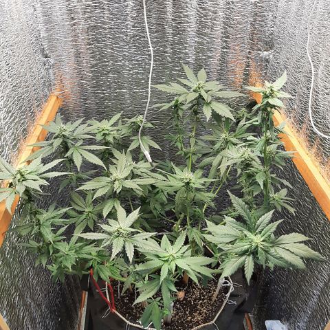 Morita XXL growlog timeline photo