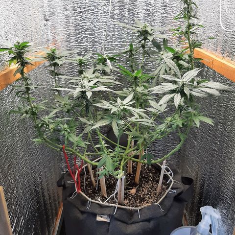 Morita XXL growlog timeline photo