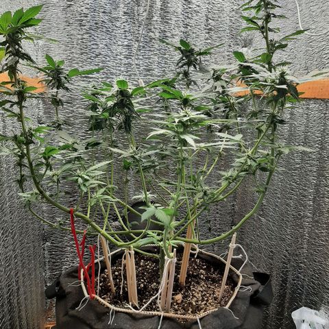 Morita XXL growlog timeline photo