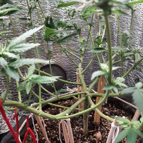 Morita XXL growlog timeline photo