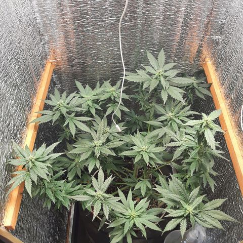 Morita XXL growlog timeline photo