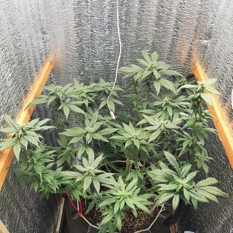 Morita XXL growlog timeline photo