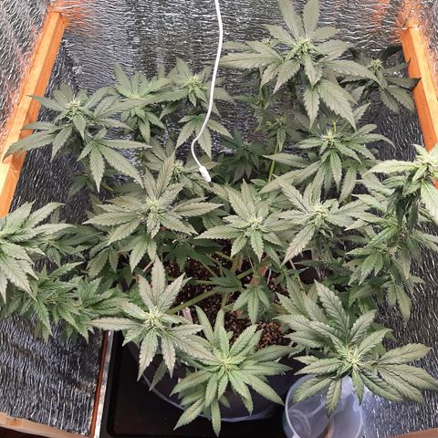 Morita XXL growlog timeline photo