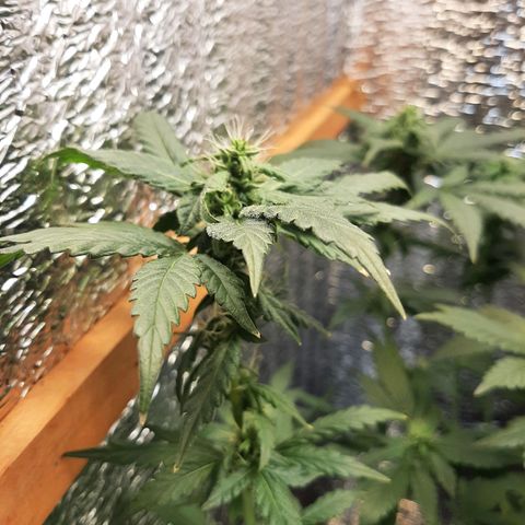 Morita XXL growlog timeline photo